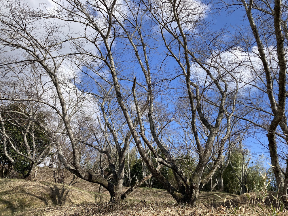 浦間茶臼山古墳