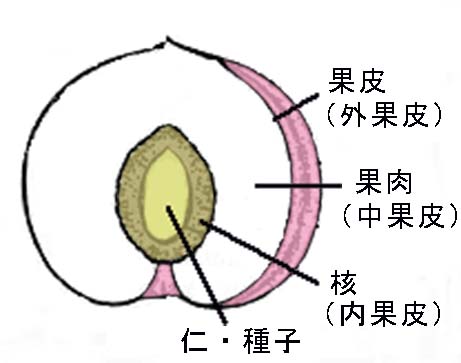 桃の種