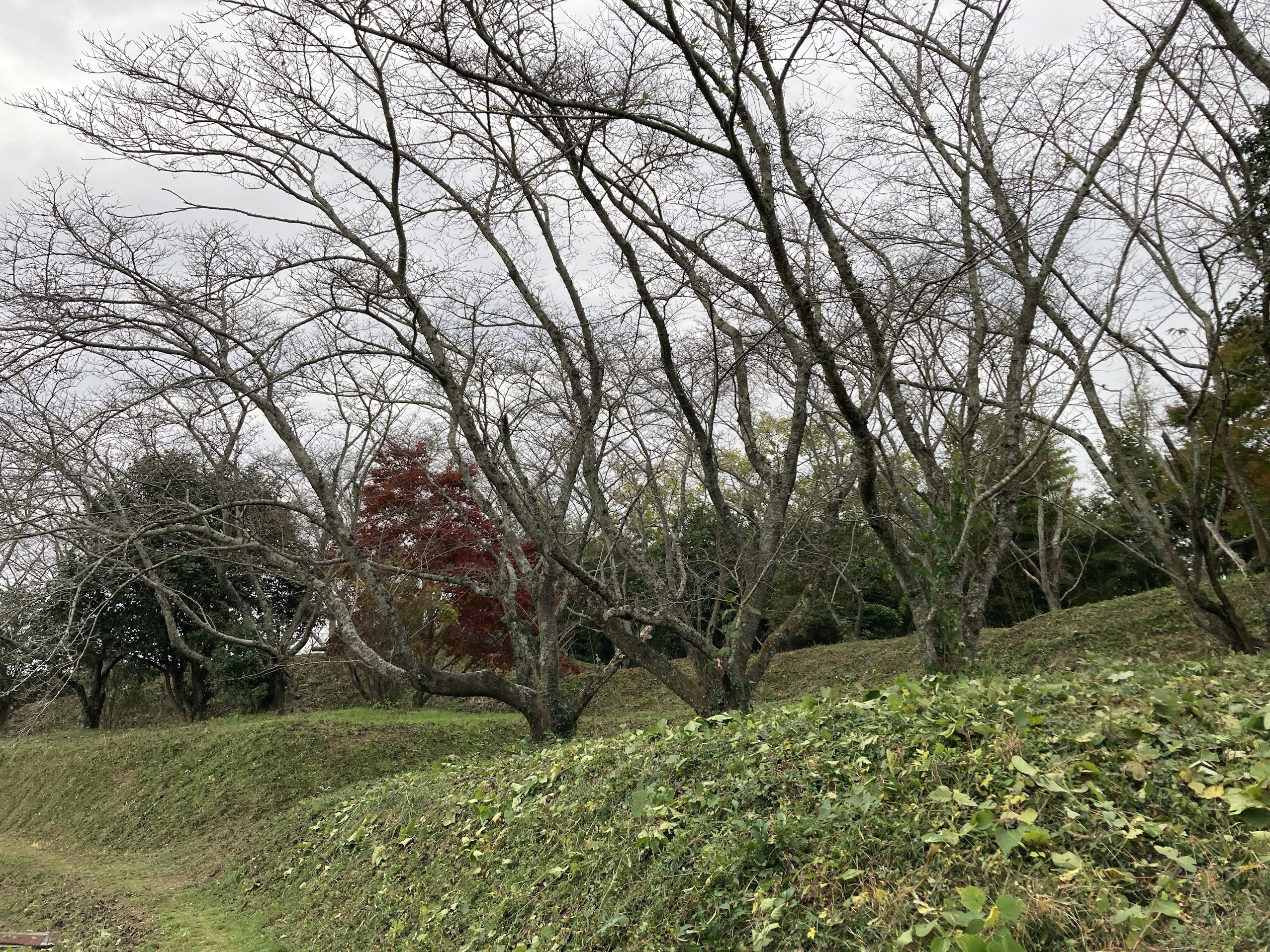 浦間茶臼山古墳清掃活動