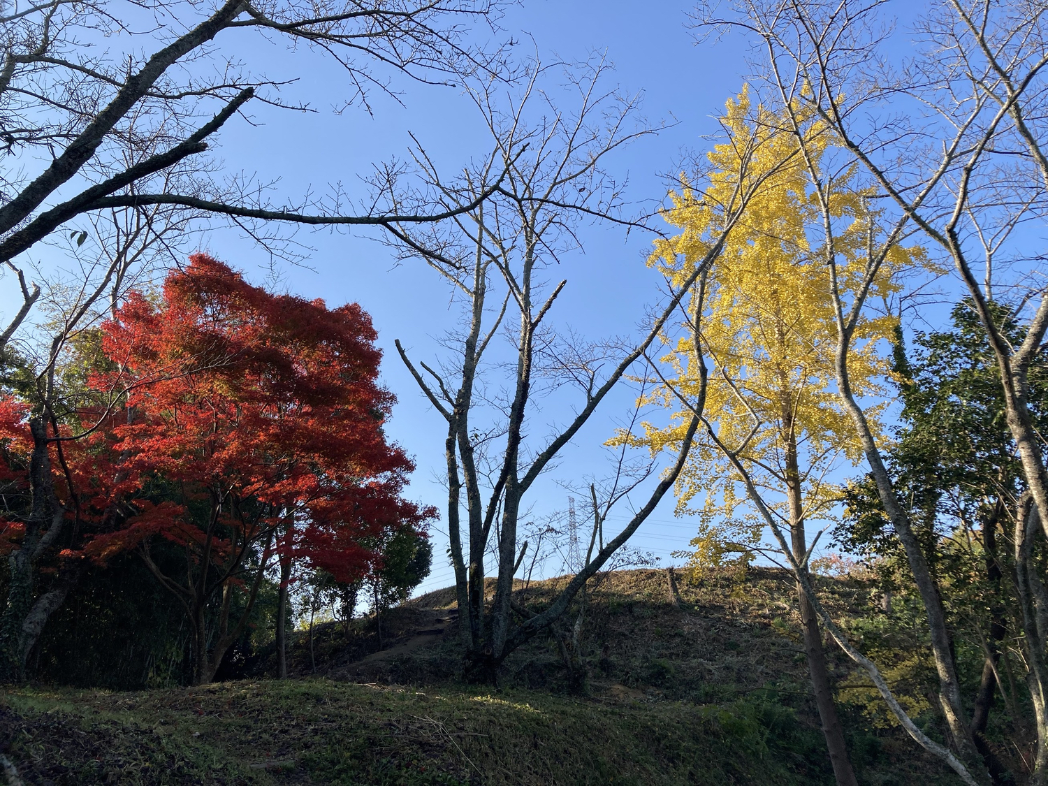 浦間茶臼山古墳紅葉