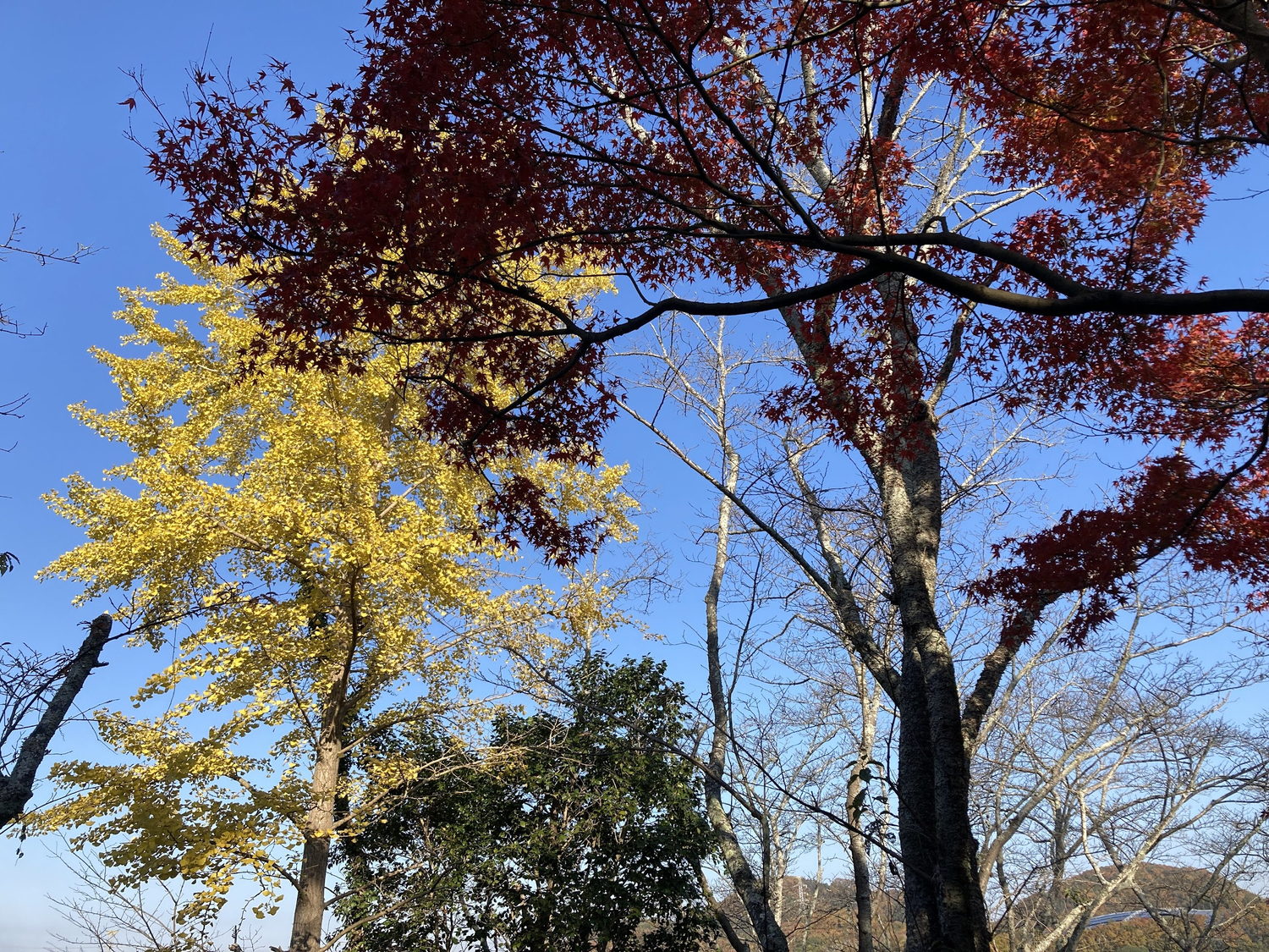 浦間茶臼山古墳紅葉