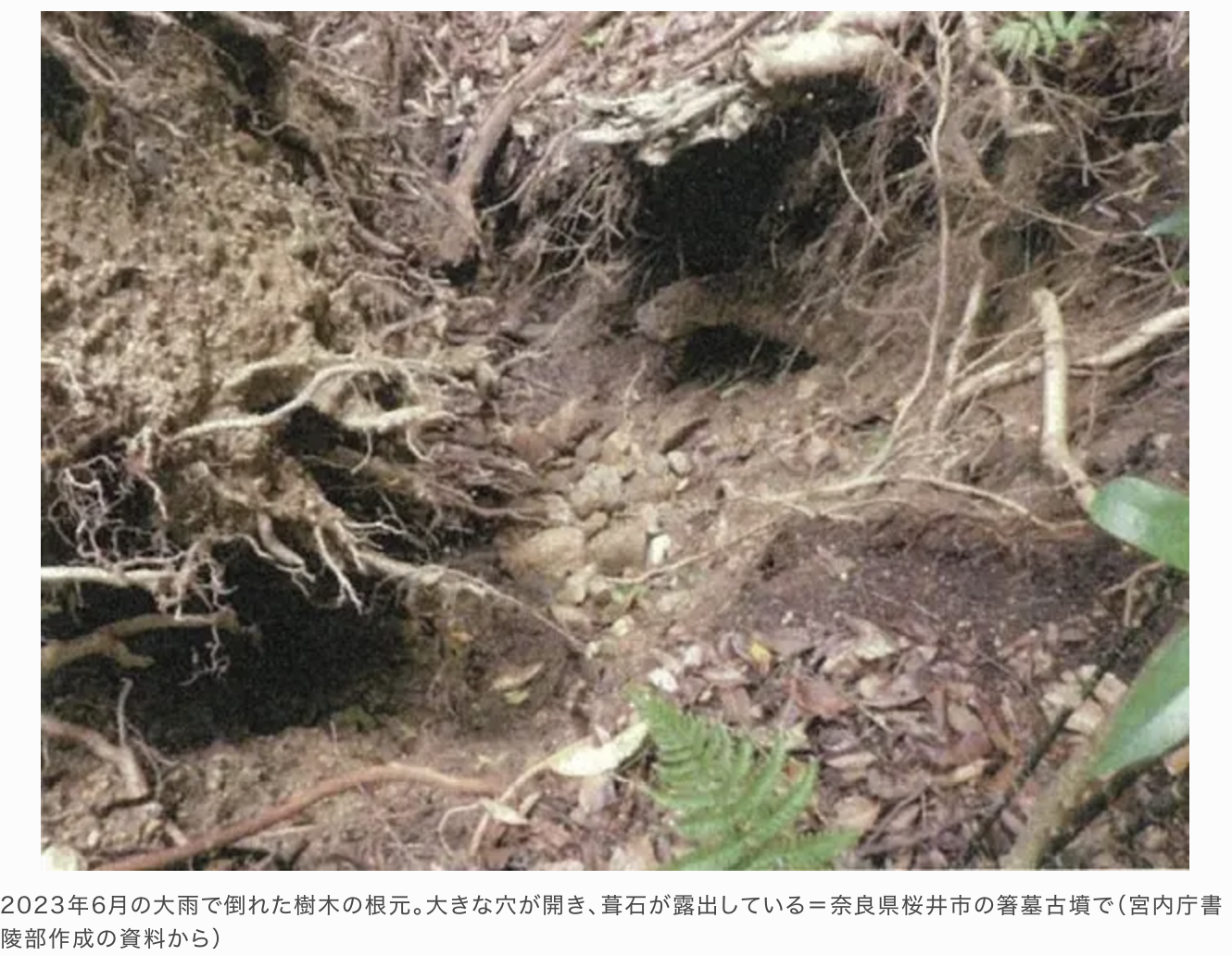 箸墓古墳倒木