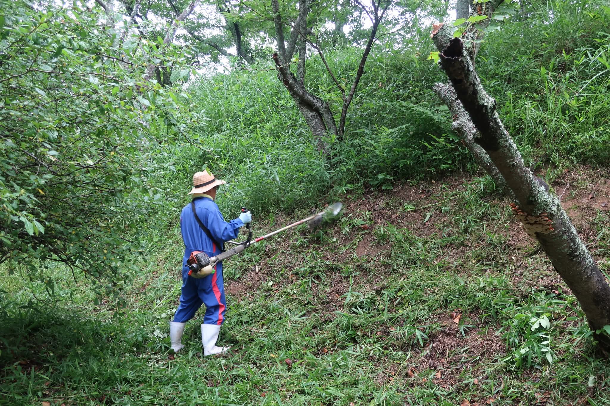 浦間茶臼山古墳草刈り