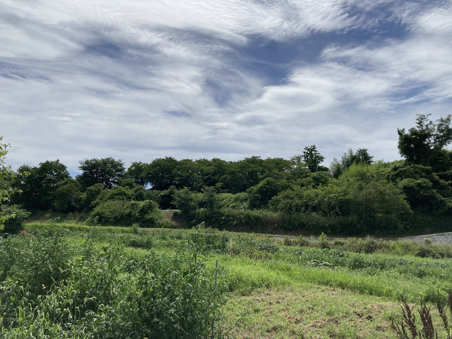 浦間茶臼山古墳夏