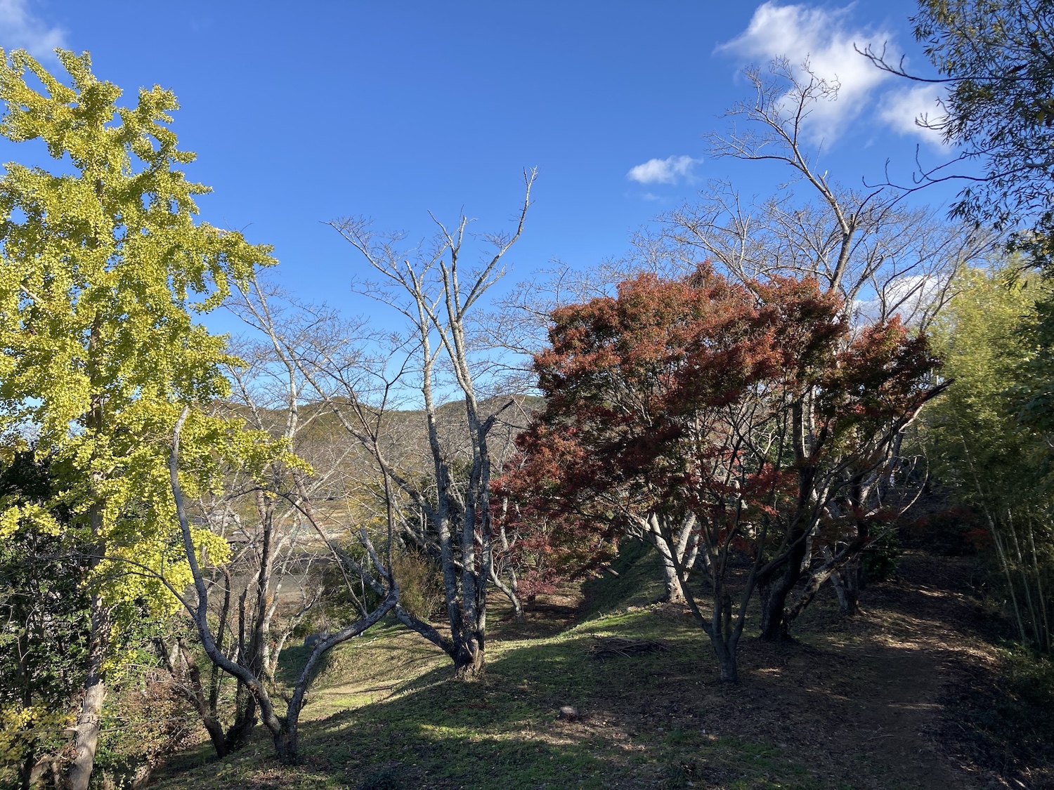 浦間茶臼山古墳の紅葉