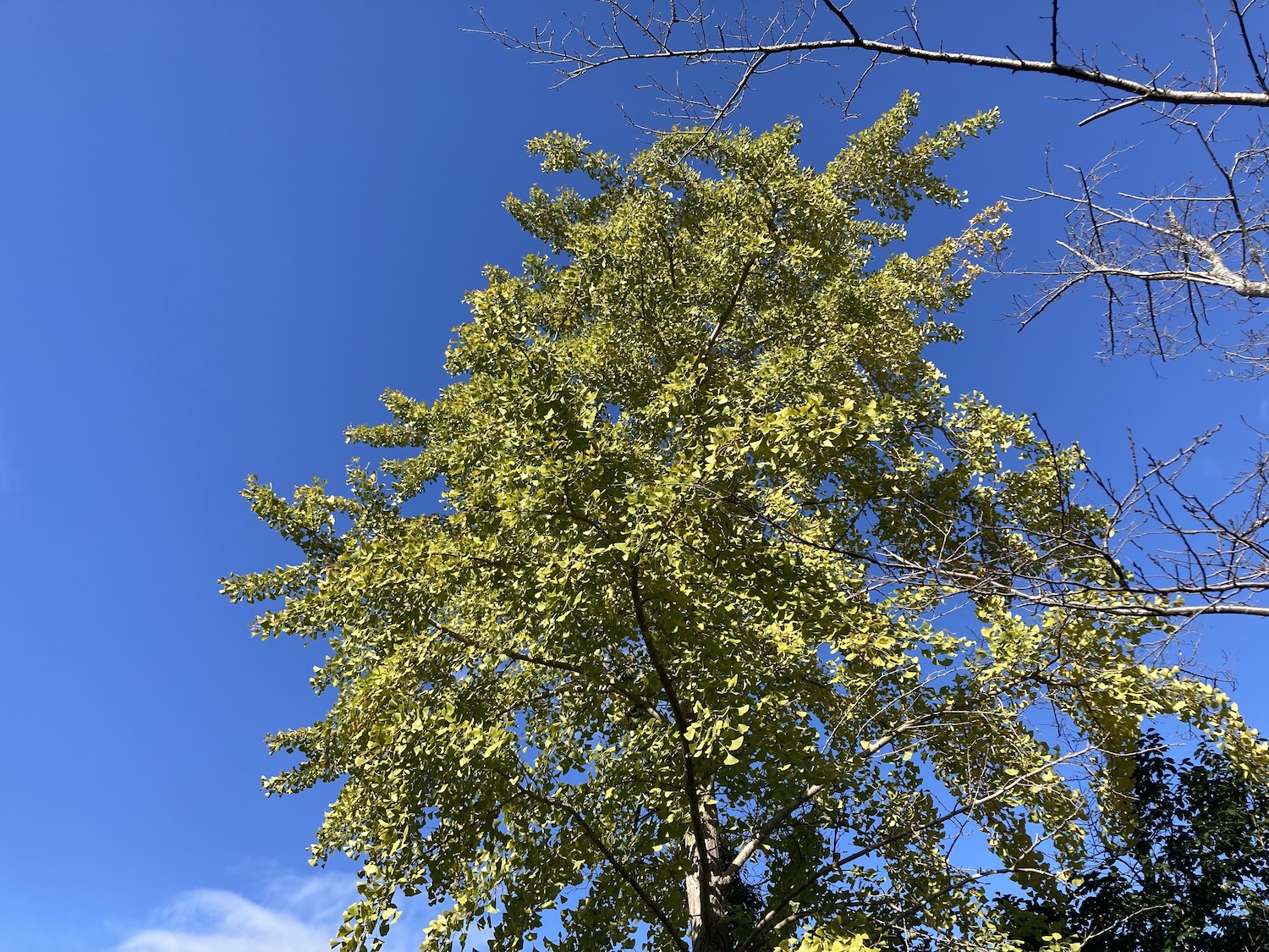 浦間茶臼山古墳の紅葉