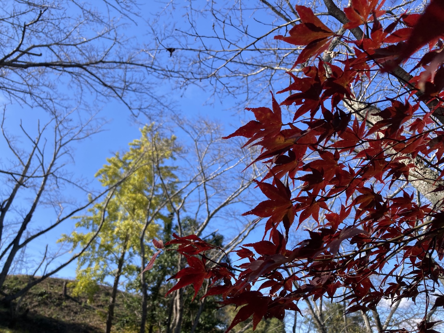 浦間茶臼山古墳の紅葉