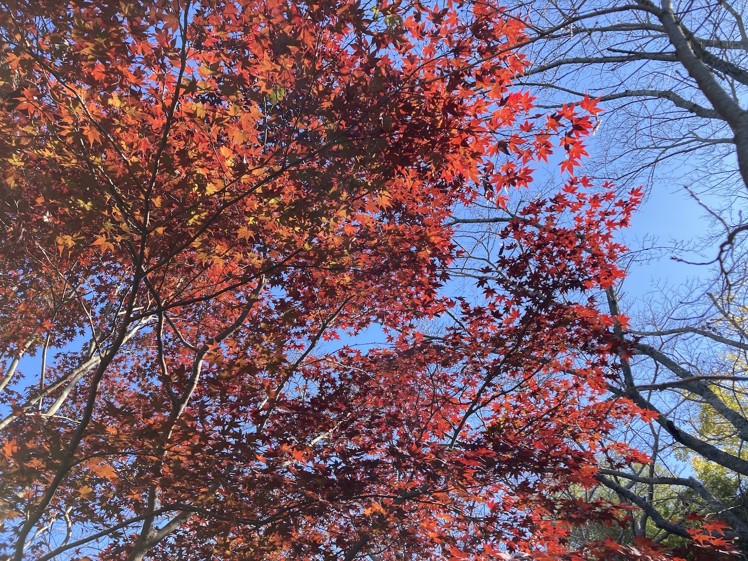 浦間茶臼山古墳の紅葉