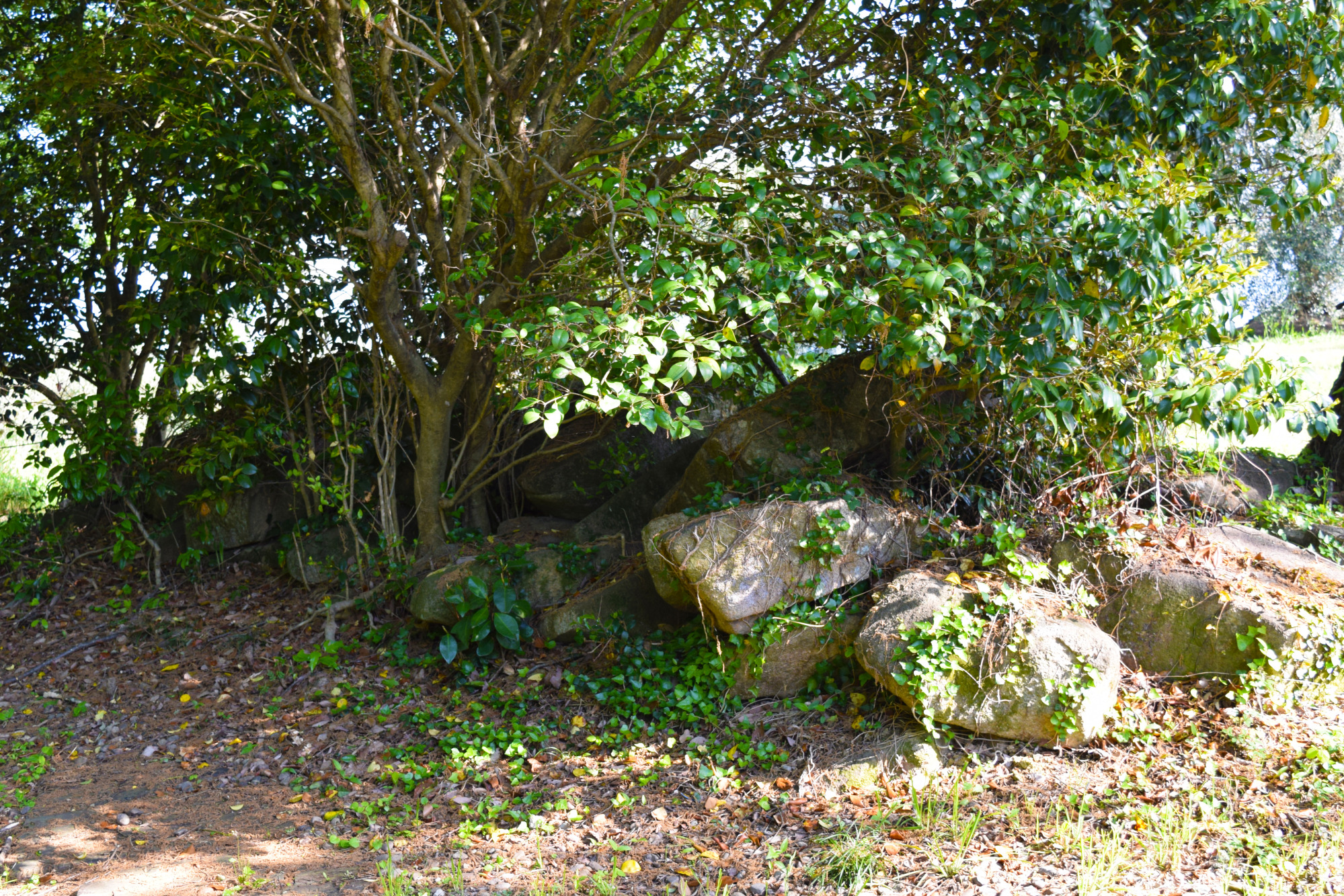 阿弥陀山56号墳